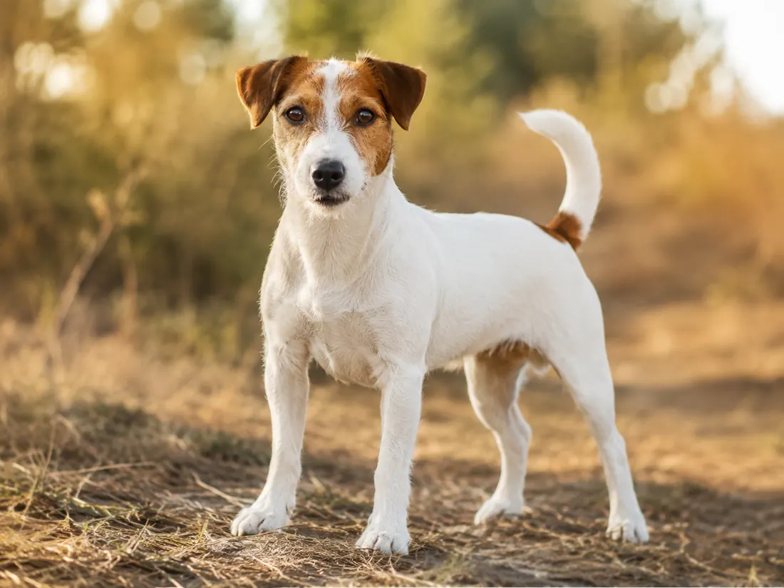 Jack Russell Terrier im warmen Abendlicht